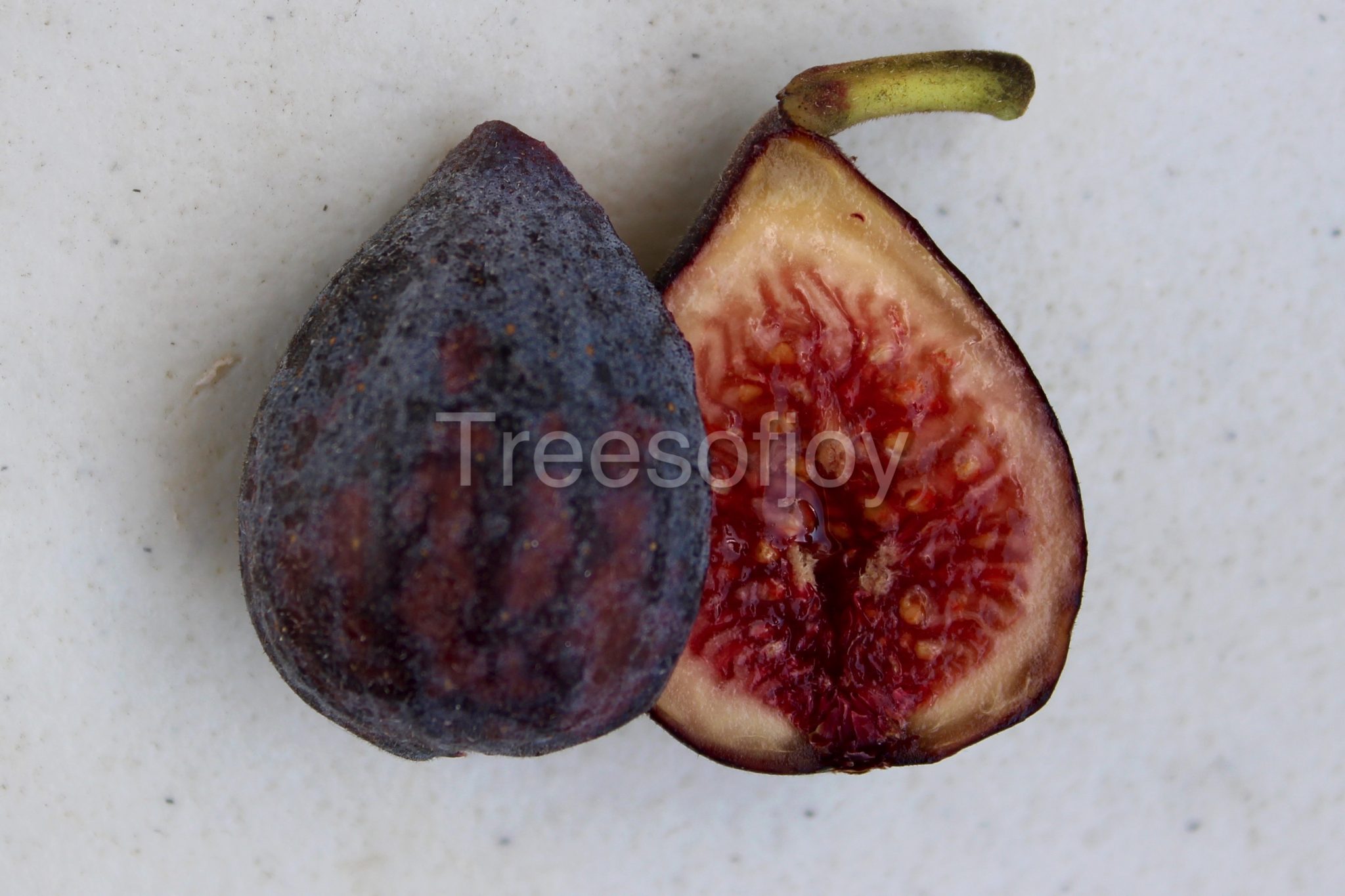 Proliferating Celeste Varieties Ourfigs Com