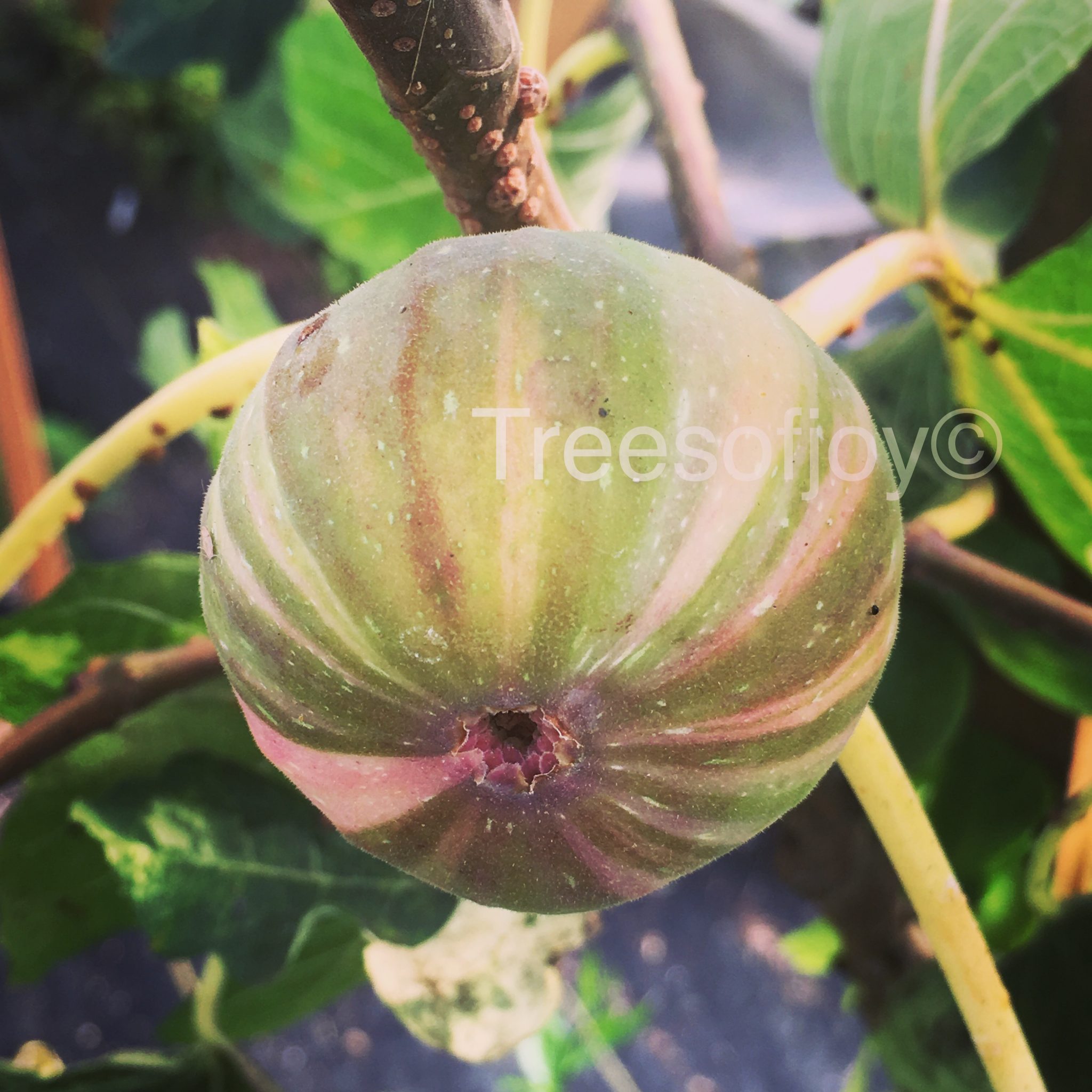 Jolly Tiger Trees of Joy