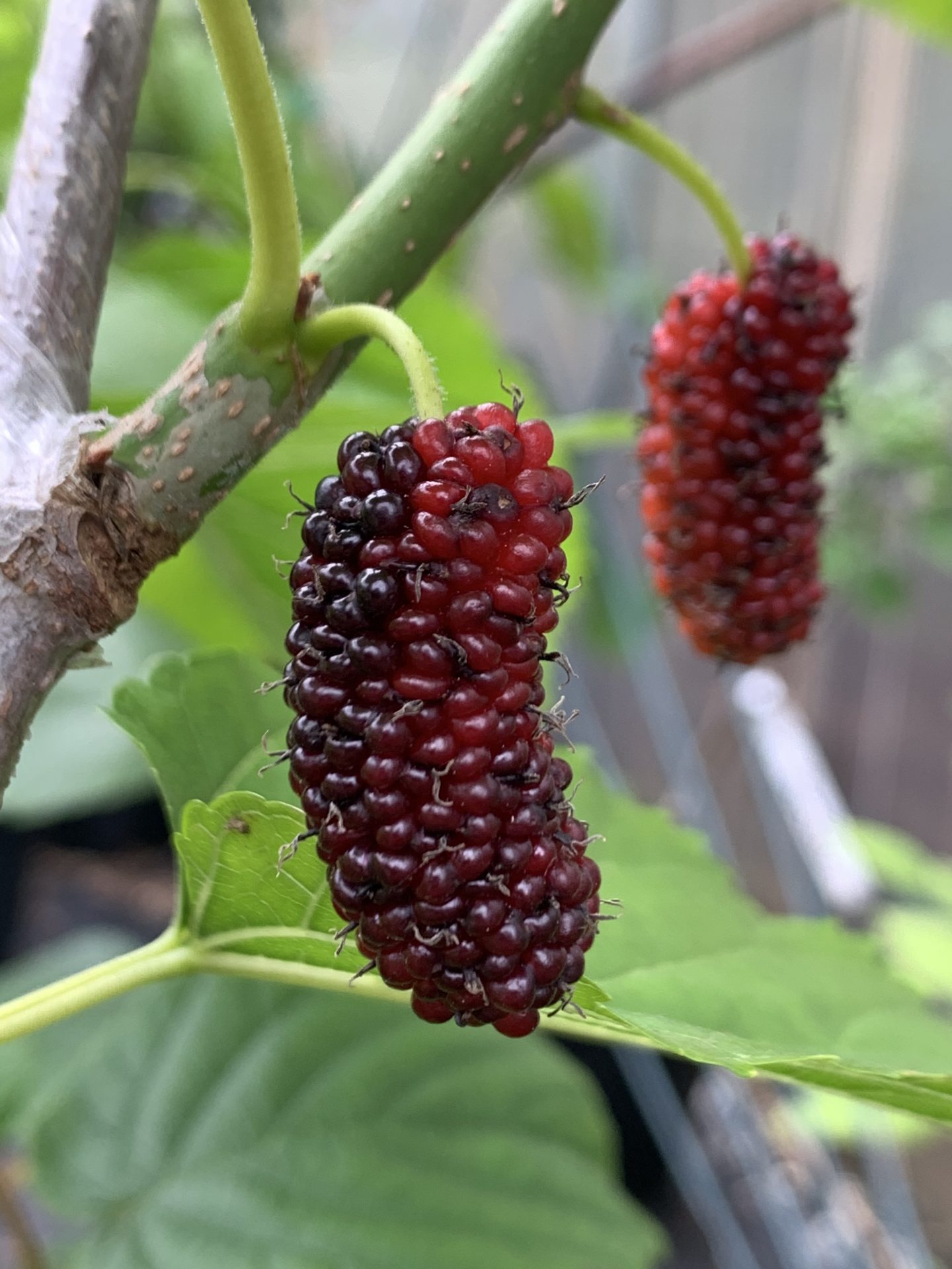 French Syrian Mulberry Trees of Joy