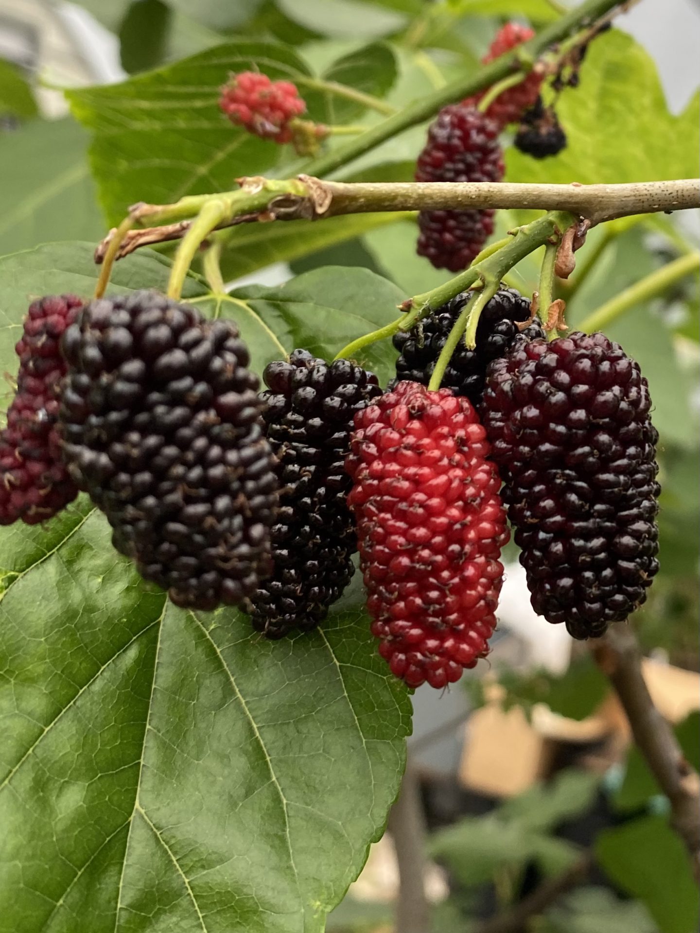Aussie Mulberry Trees of Joy