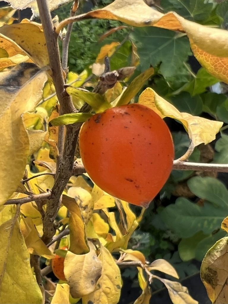 Princess Persimmon Trees of Joy