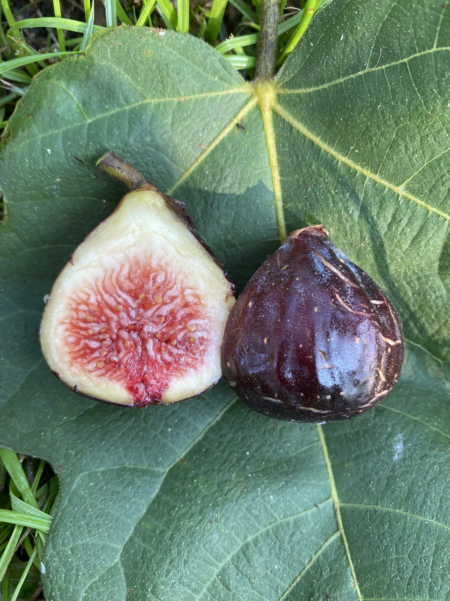 St. Rita Trees of Joy