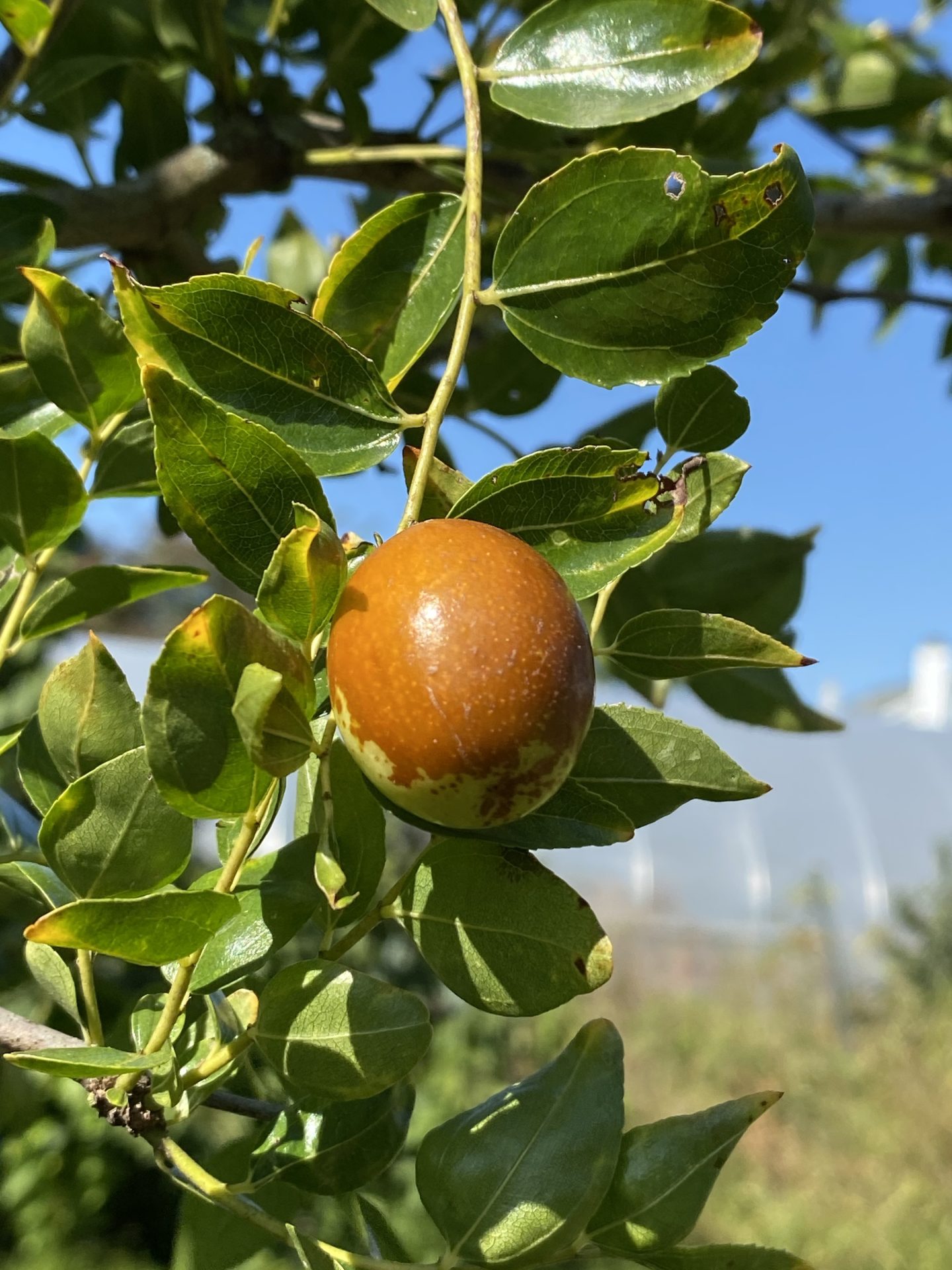 Coco jujube Trees of Joy