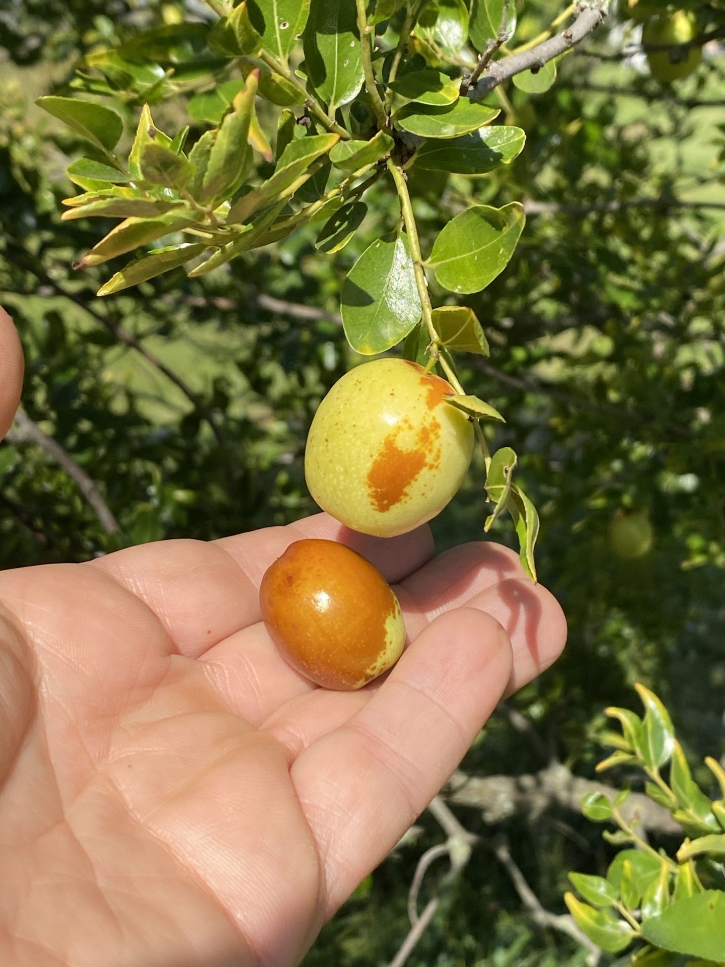 Coco jujube Trees of Joy