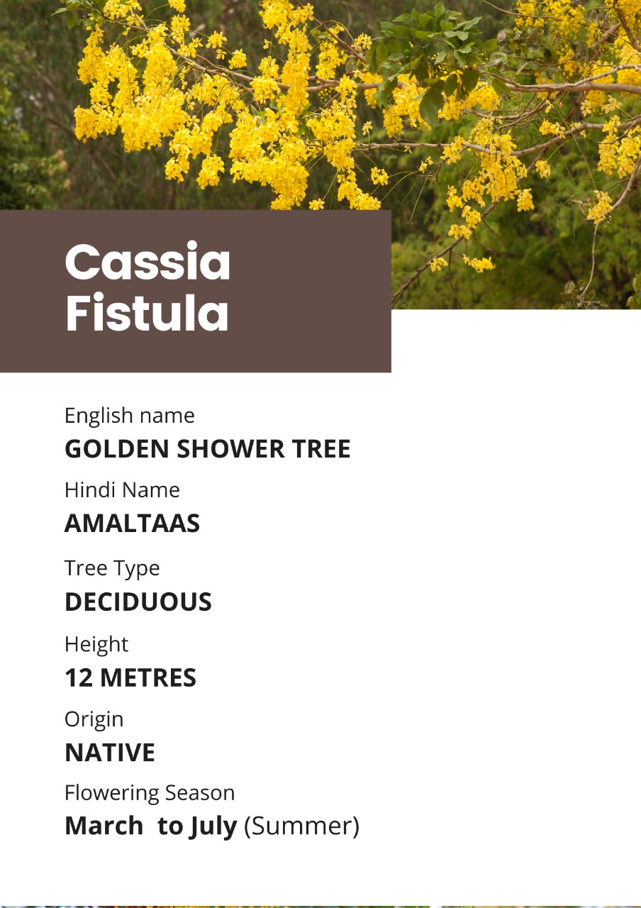 GOLDEN SHOWER TREE Trees of NMS