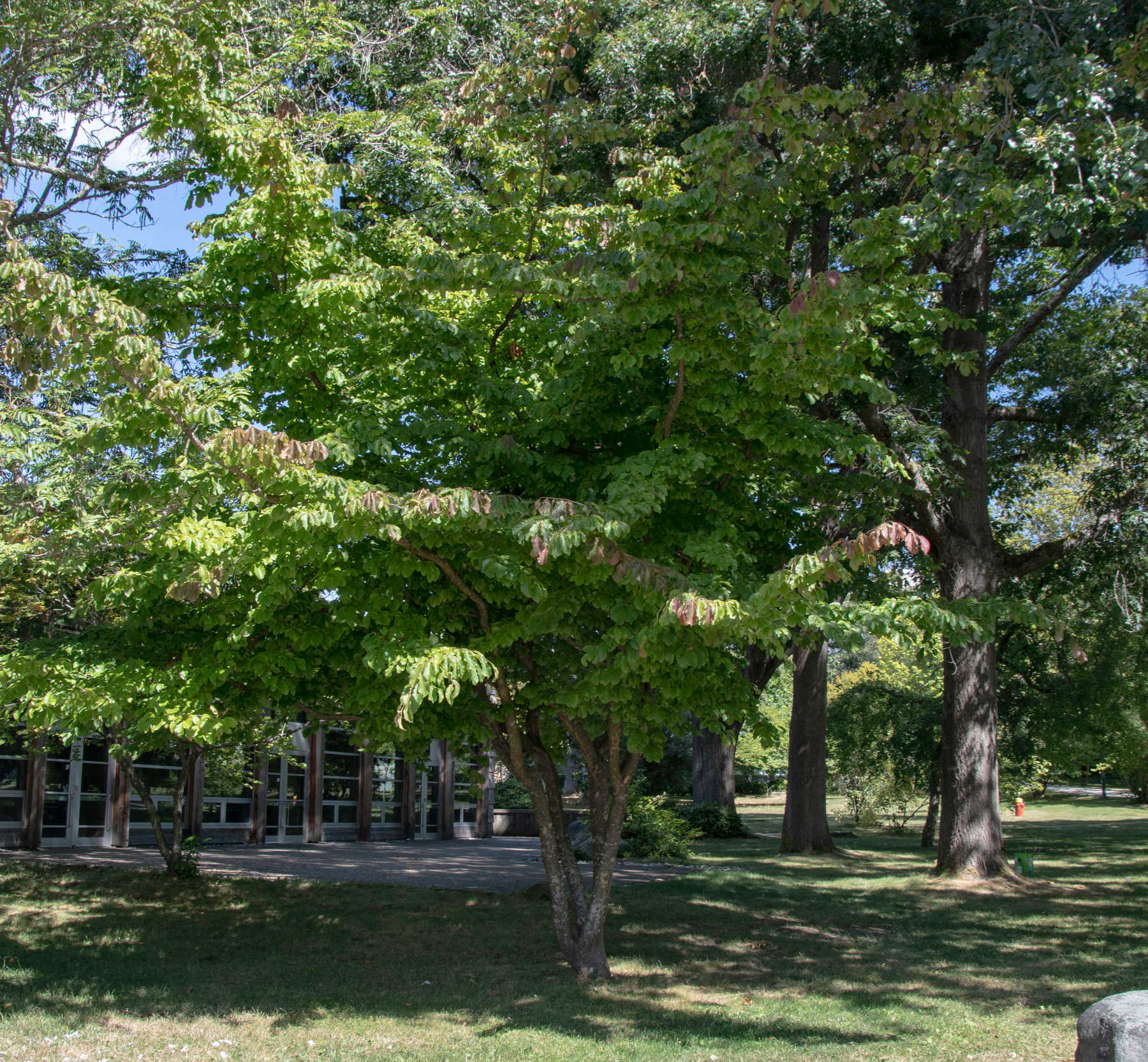 Persian ironwood Trees of Vancouver