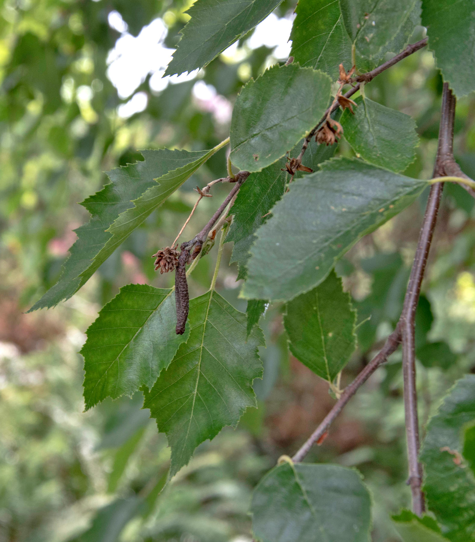 River birch Trees of Vancouver
