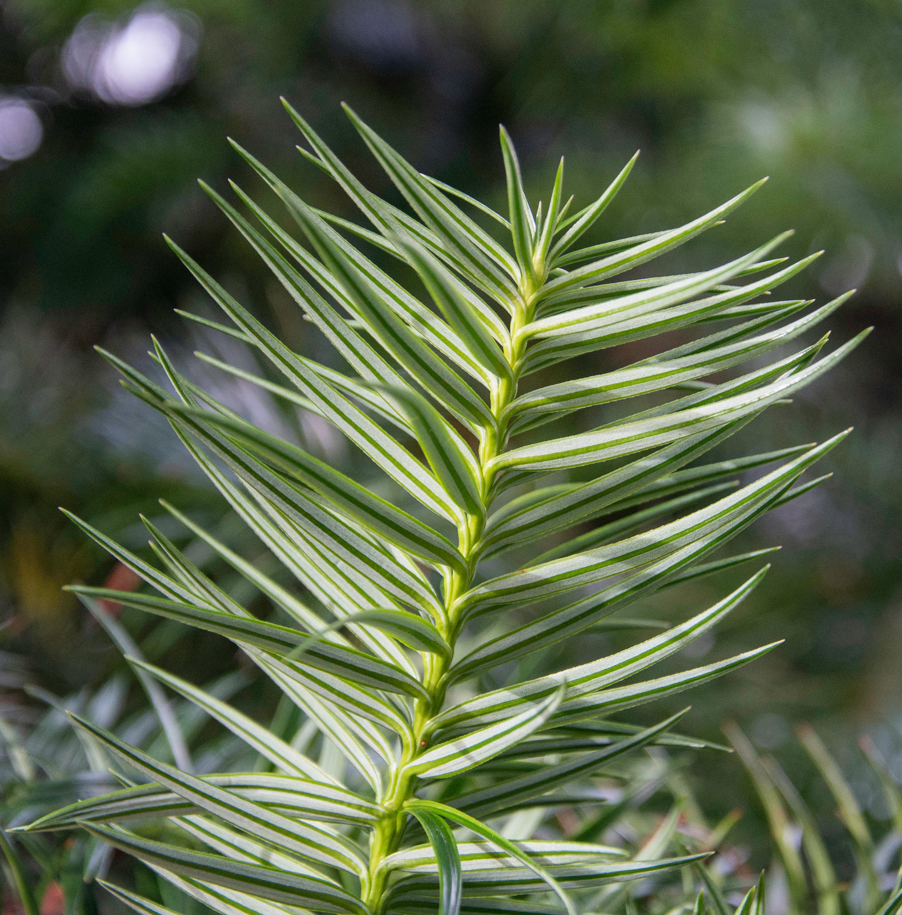 Chinesefir Trees of Vancouver