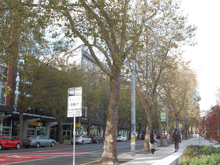 Tree Solutions Inc Climate Pledge Arena Tree Retention