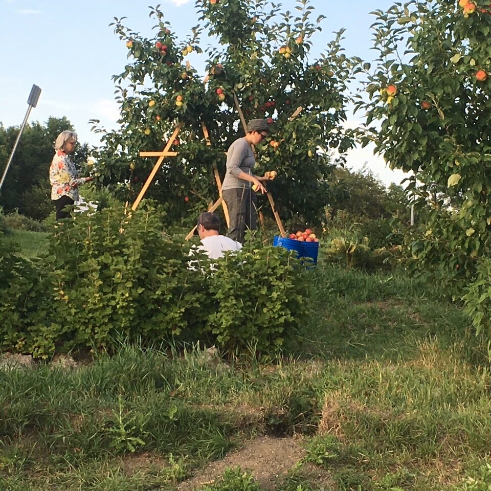 How to Grow an Orchard in the Heart of a City Trees Please Winnipeg
