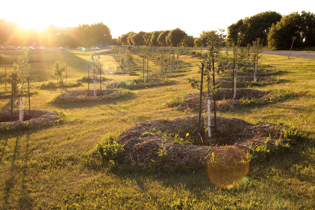 How to Grow an Orchard in the Heart of a City Trees Please Winnipeg