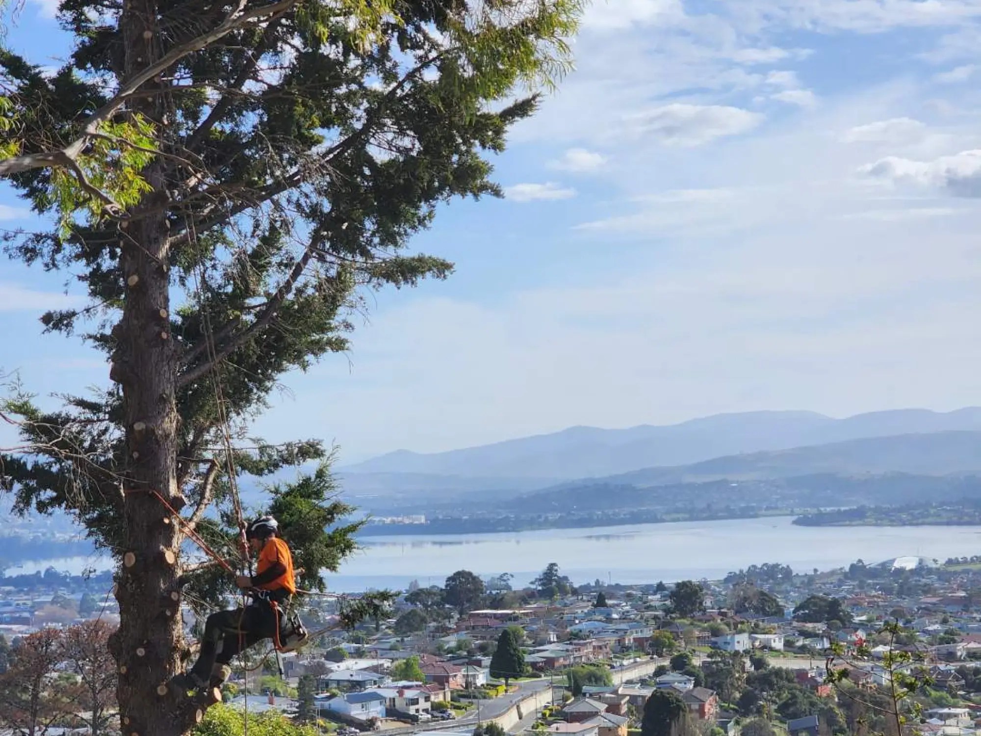 Tree Removal & Felling Trees R Us Tasmania