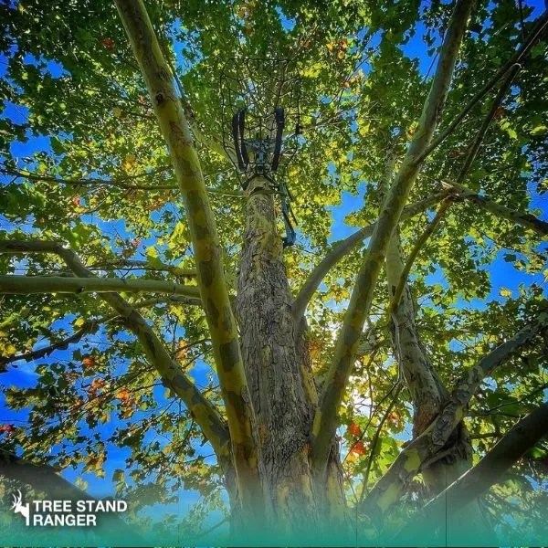 How to Put Up a Tree Stand By Yourself Set Up Guide 2024