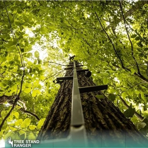 How to Put Up a Tree Stand By Yourself Set Up Guide 2024