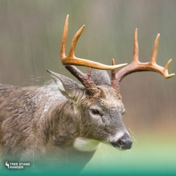 Do Deer Move In The Rain 2024 Deer Hunting in Rain