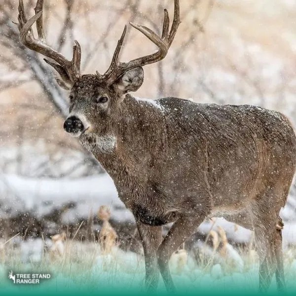Do Deer Move In The Rain 2024 Deer Hunting in Rain