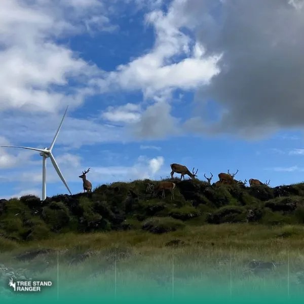 Do Deer Move in The Wind 2023 Wind Direction & Deer Hunting