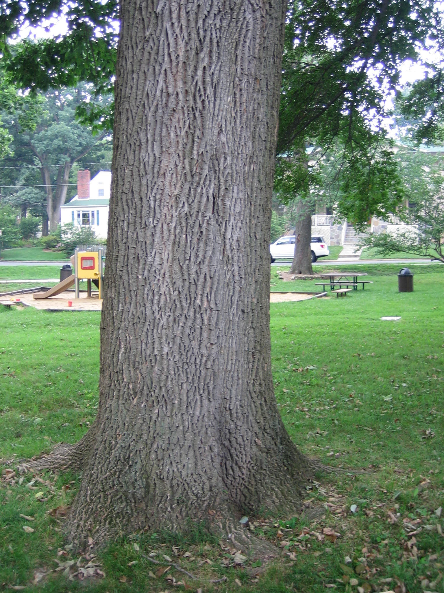 Ash Trees of Lyon Park Treated for Emerald Ash Borer