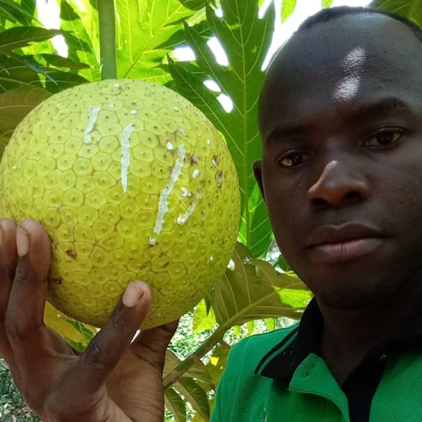 Uganda A Harvest And A New Solar Dehydrator Trees That Feed Foundation