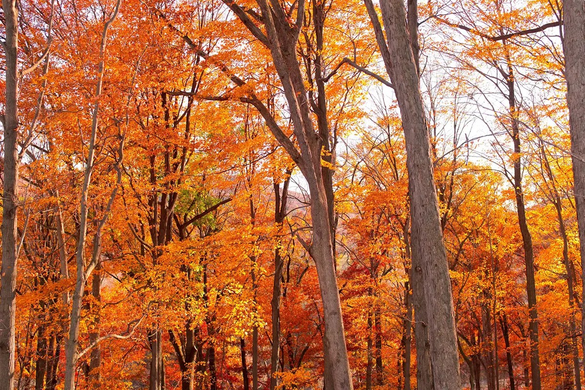 What Does A Maple Tree Look Like Types, Leaves, Bark Your Ultimate Guide