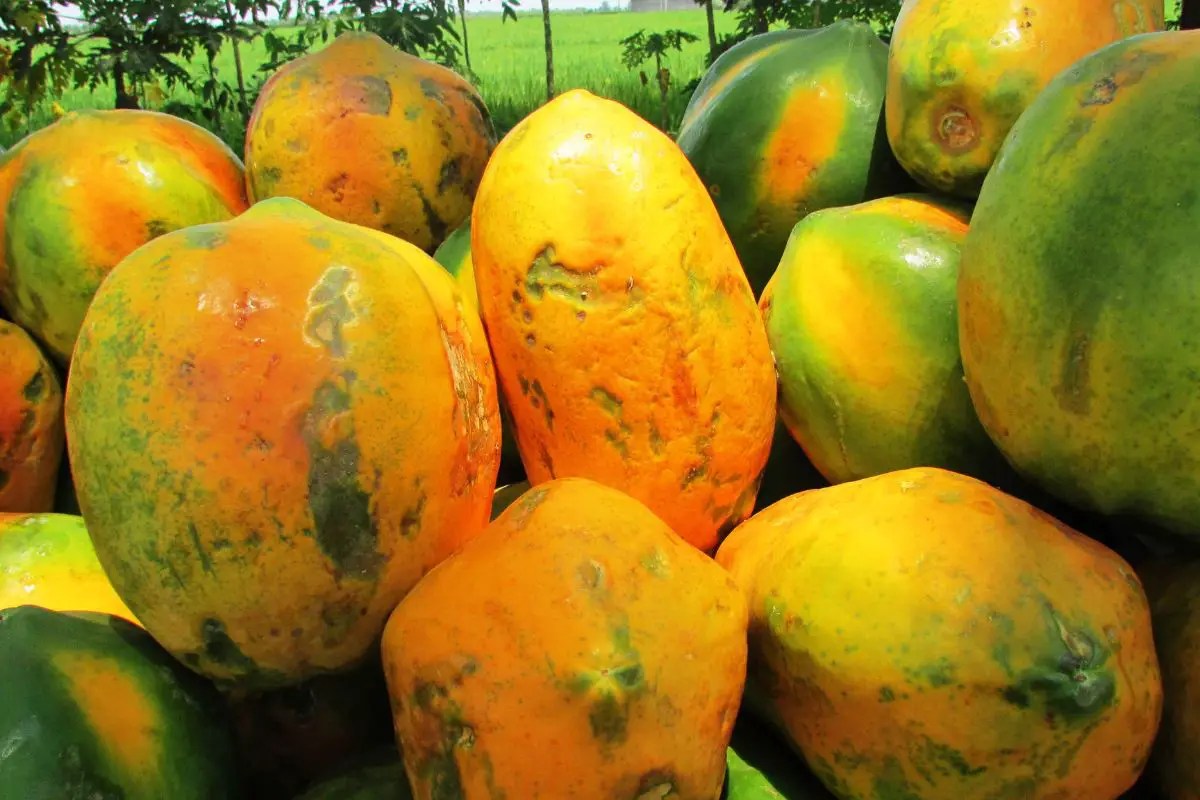 How To Grow Papaya From Seed A StepbyStep Guide