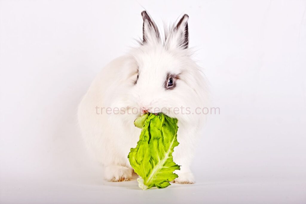 What Lettuce Can Rabbits Eat Understanding Rabbit Diets