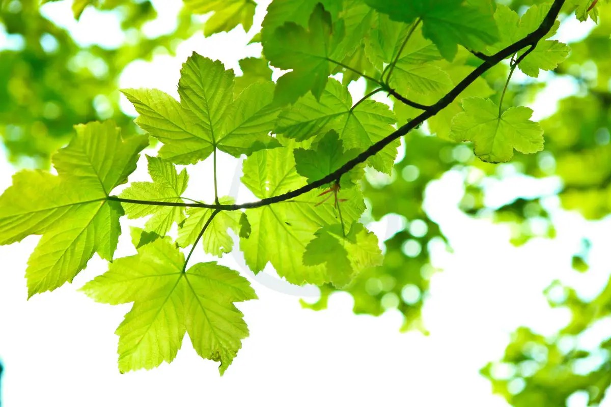 How Fast Does A Maple Tree Grow: Growth Insights