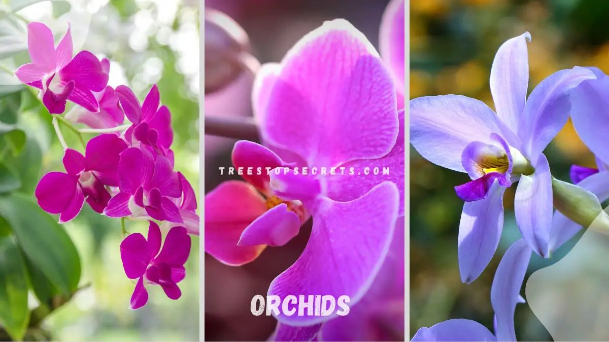 Spiritual Meaning Of Orchids Exploring The Roots Of A Beloved Flower
