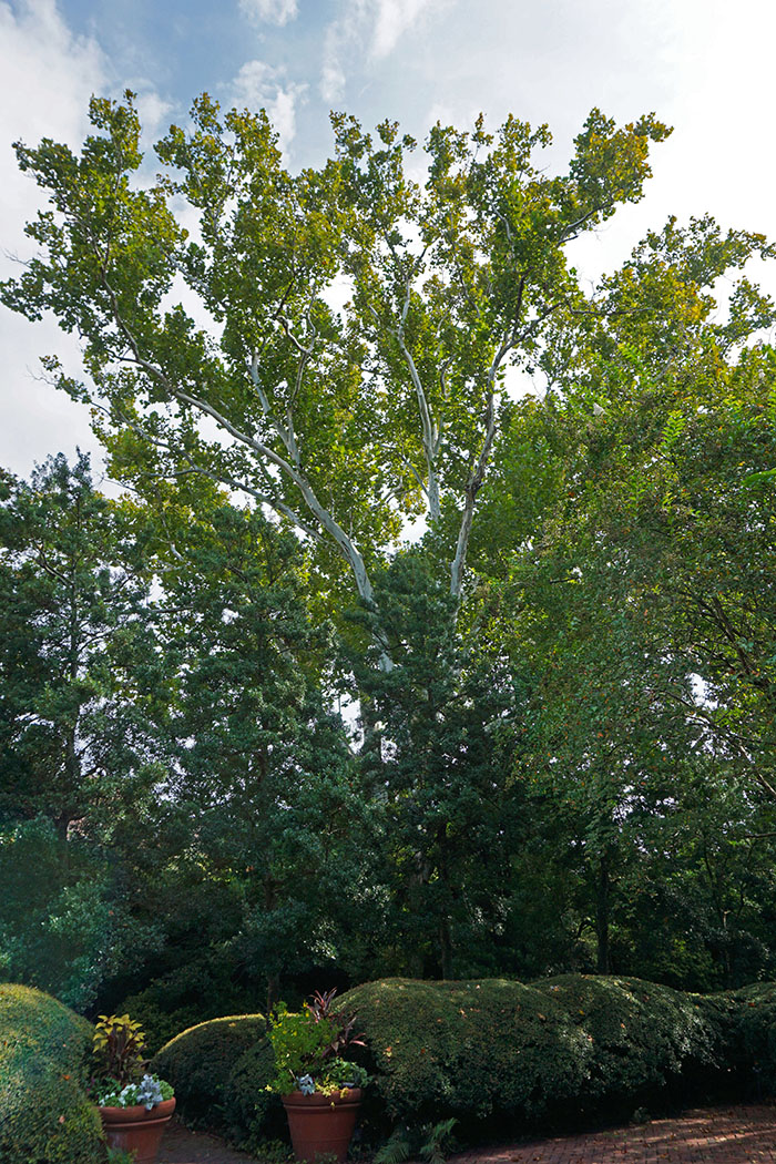 Trees in Savannah Trees to See... Savannah