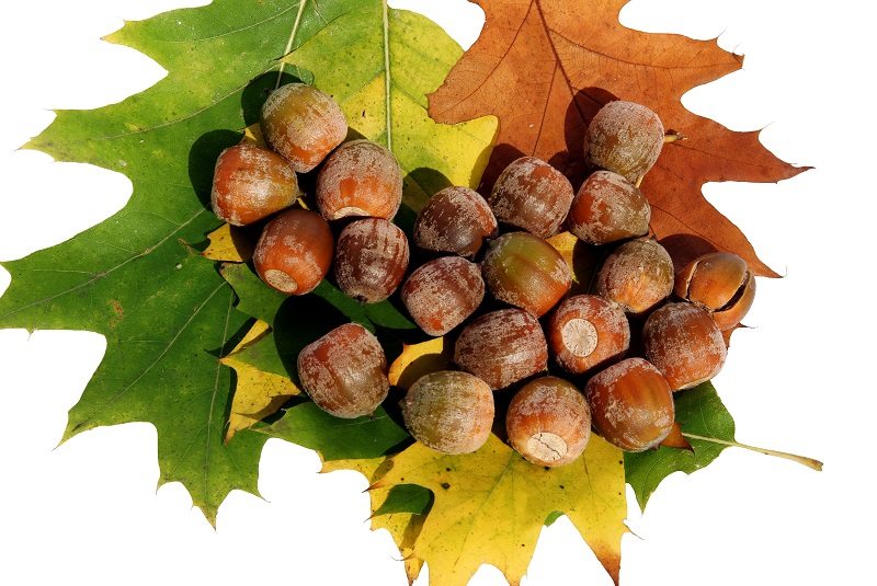 New Jersey's State Tree The Majestic Red Oak Trees Unlimited