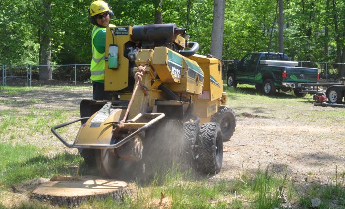 Stump Removal vs Stump Grinding - Trees Unlimited