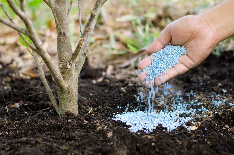 When and How to Fertilize Trees Trees Unlimited