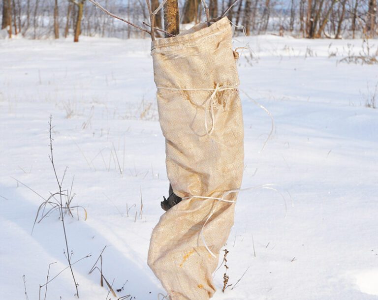 Tips for Protecting Trees in Winter Trees Unlimited NJ