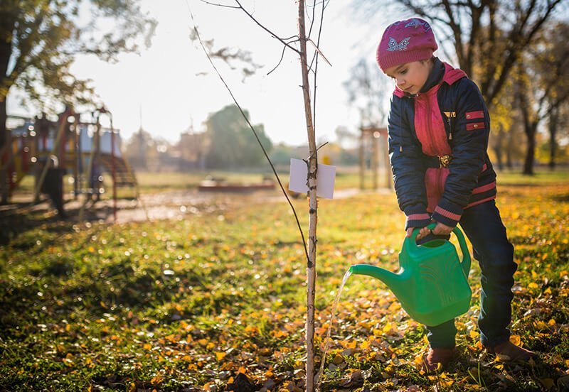 Tips for Protecting Trees in Winter - Trees Unlimited