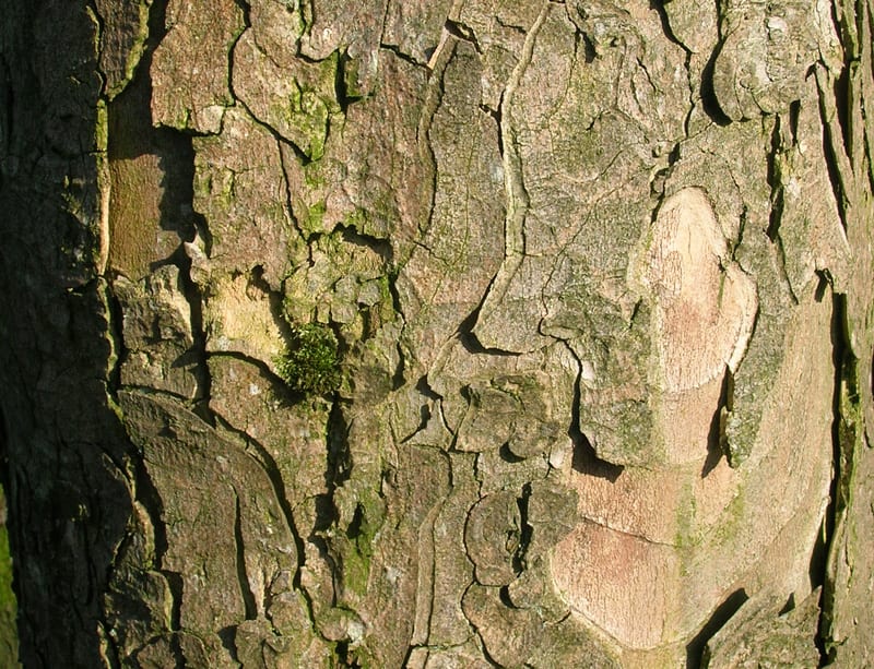 Why Is My Tree Shedding Its Bark?