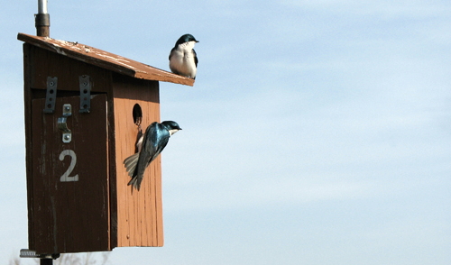 Salmon Creek Tree Swallow Project logo
