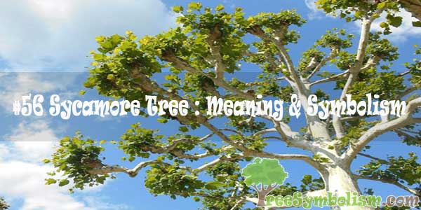 56 Sycamore Tree Meaning & Symbolism