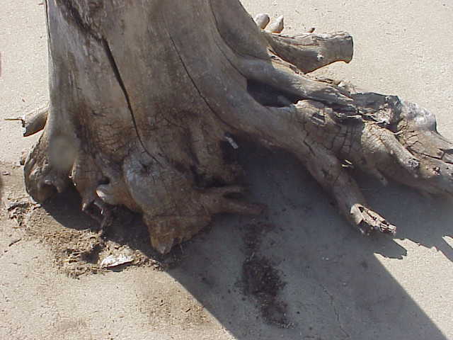 Stumps_&_roots_for_tables_in_the_rough