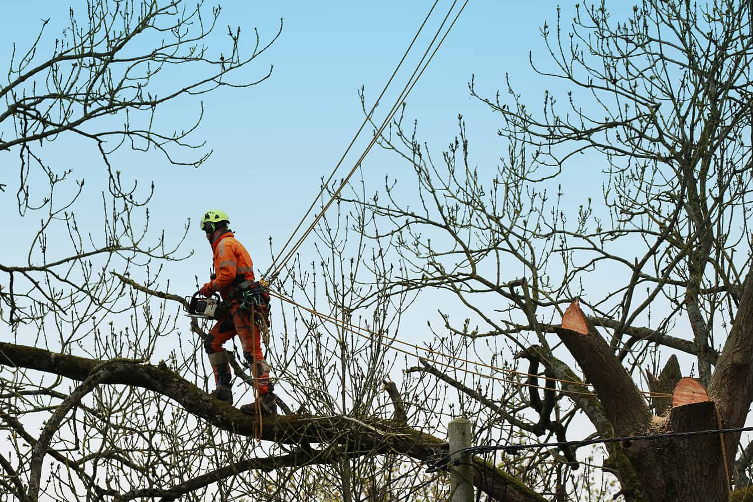 Tree Dismantle Tree Technique Experts in Tree Surgery, Andover