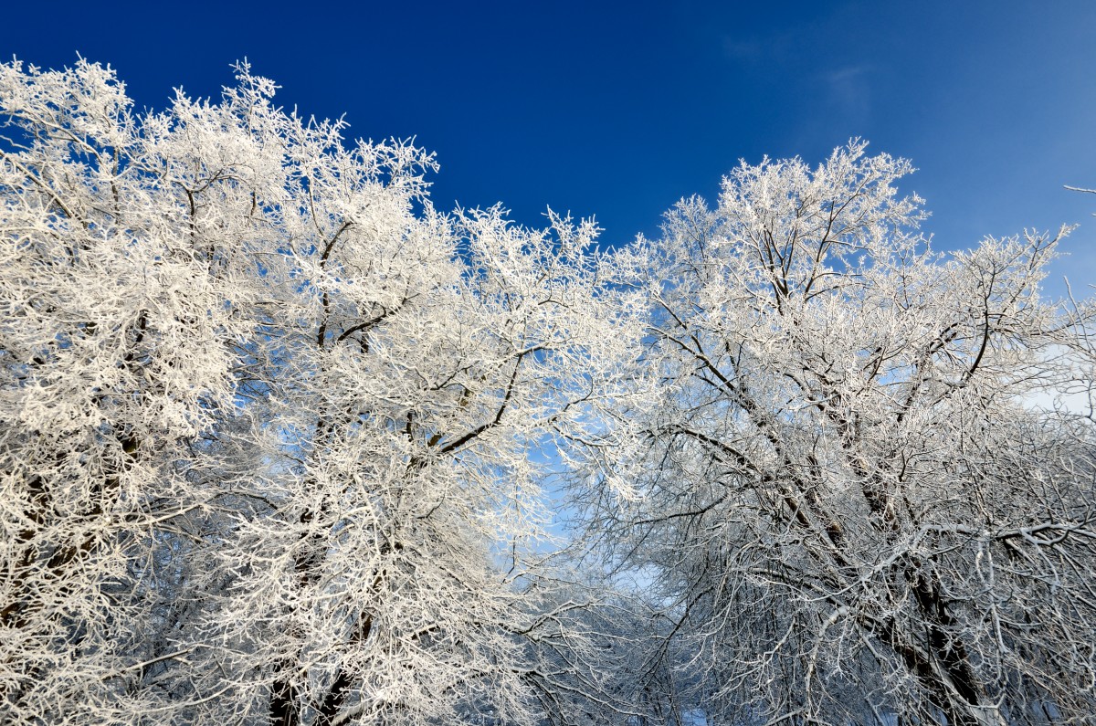 Does My Tree Sleep in the Winter? Tree Times Inc.