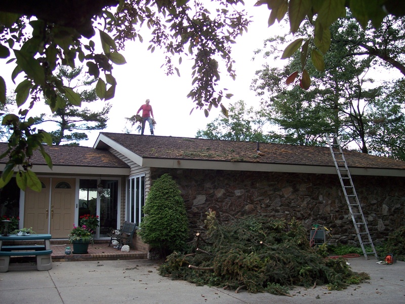 Testimonials TOM'S TREE SERVICE