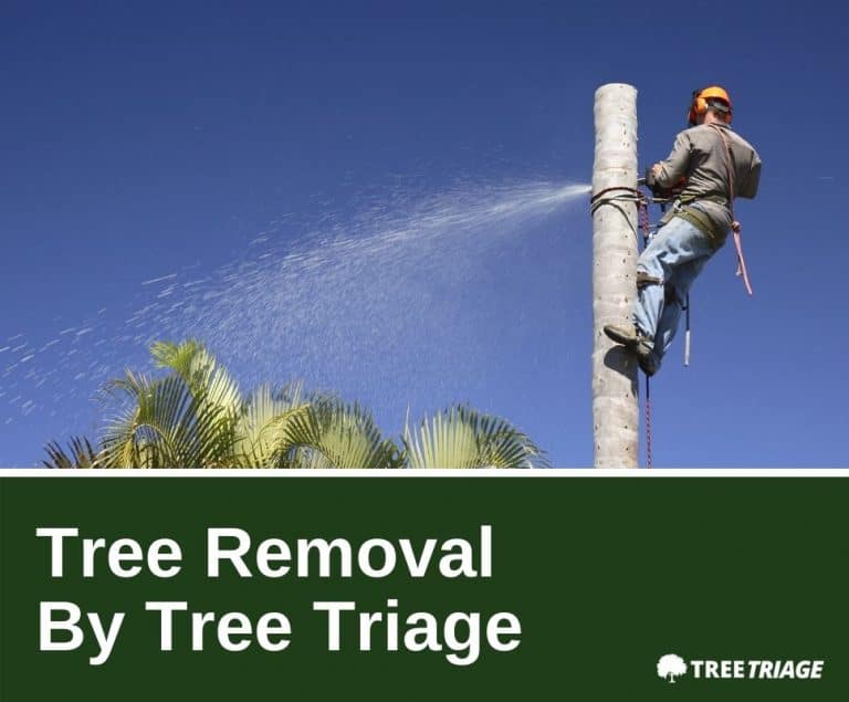 Tree Removal