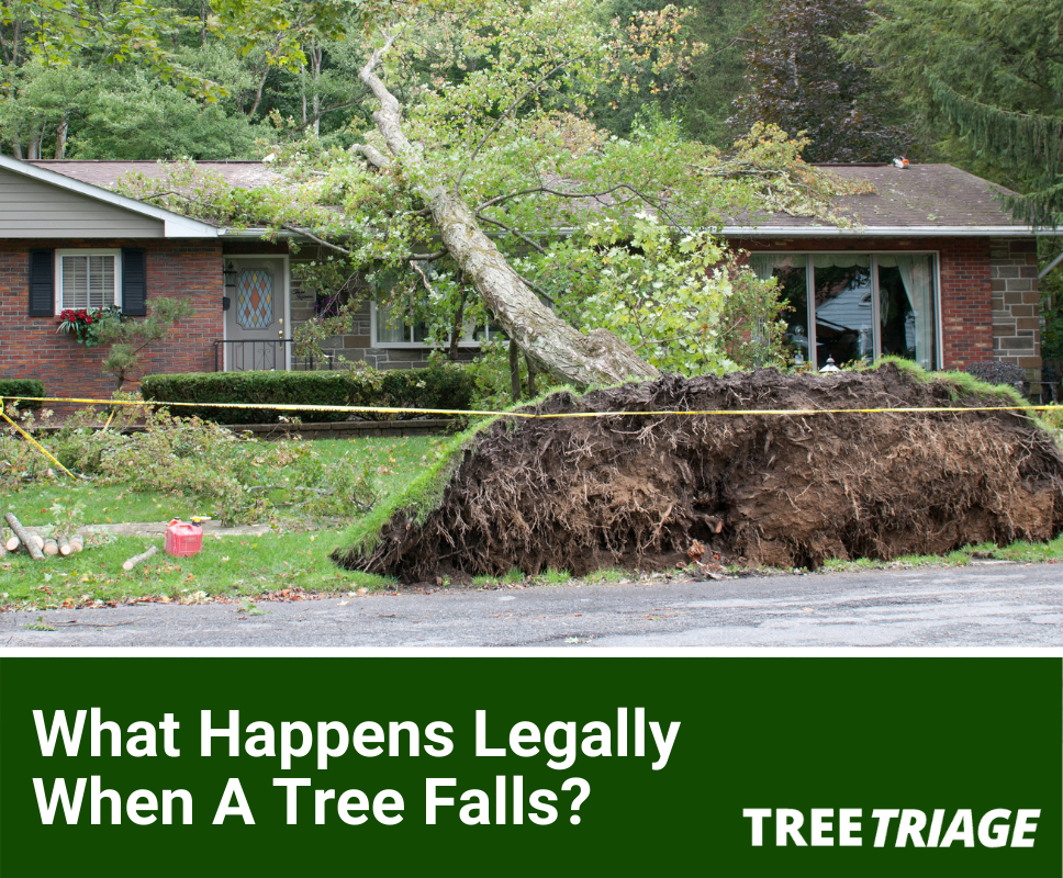 What Happens Legally if a Tree Damages My Property?