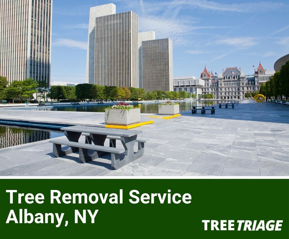 1 Tree Removal Company In Albany, NY 2024 Top Rated