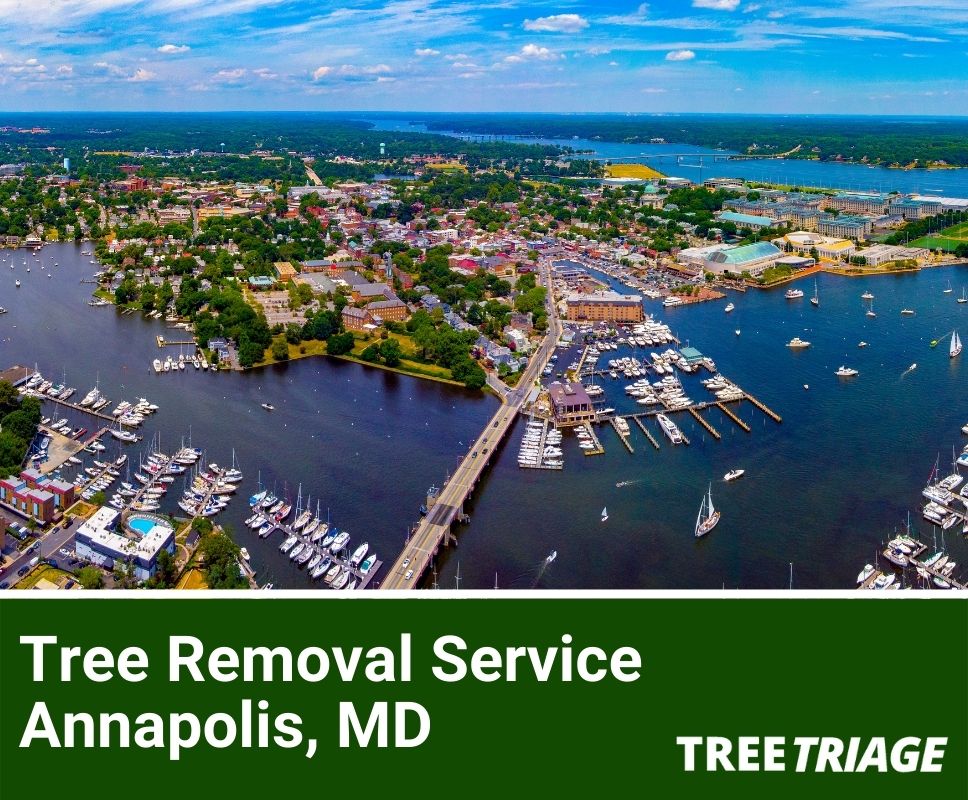 1 Tree Removal Company In Annapolis, MD 2024 Top Rated
