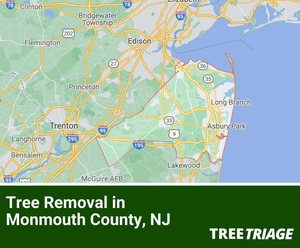 1 Tree Removal Company In Monmouth County, NJ 2024 Top Rated