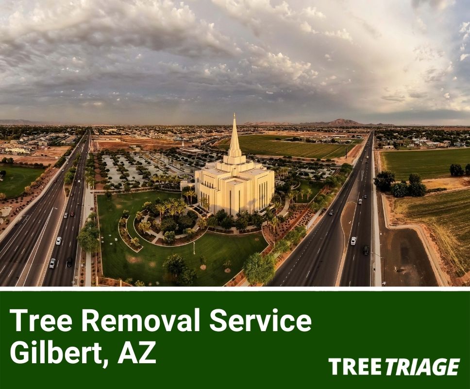 1 Tree Removal Company In Gilbert, AZ 2024 Top Rated