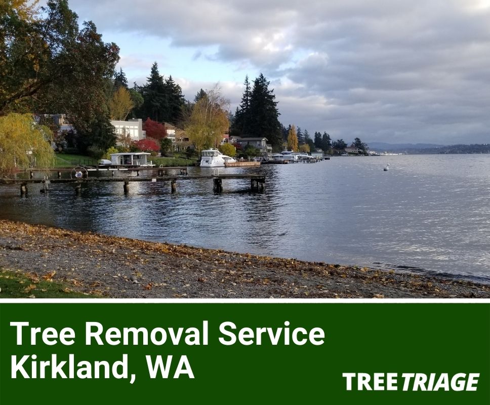 1 Tree Removal Company Kirkland, WA 2024 Top Rated