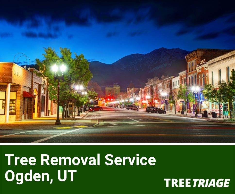 1 Tree Removal Company In Ogden, UT 2024 Top Rated
