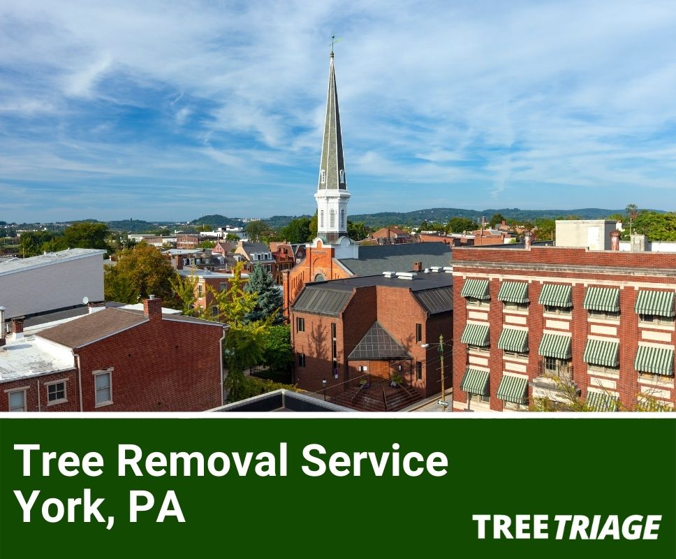 1 Tree Removal Company In York, PA 2024 Top Rated